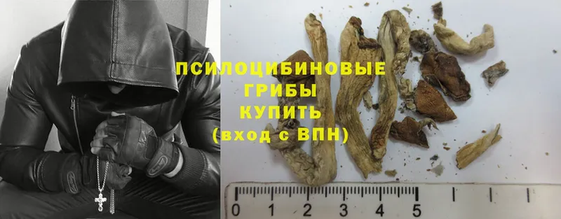 Псилоцибиновые грибы Psilocybe  Каргат 